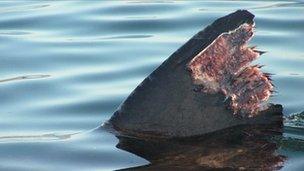 Injured basking shark fin photographed in 2011