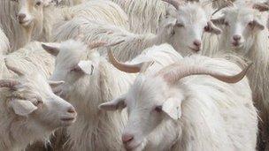 Generic cashmere goats