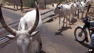 Cattle in northern Nigeria - archive shot