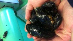 Conwy mussels