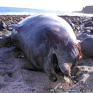 Whale stranding (Antonio Fernandez)