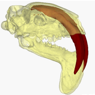 Model of Thylacosmilus atrox