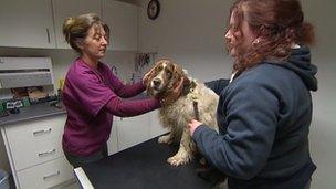 Vet Victoria Goss with English springer spaniel Sam and dog owner Sarah Watts