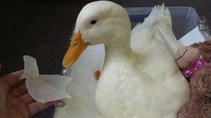 Buttercup the Duck and silicon foot