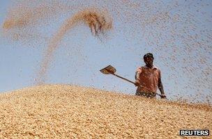 A labourer shovels wheat grain at a wholesale grain market on the outskirts of the northern Indian city of Amritsar May 13, 2013