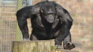 Phil the Whipsnade chimp