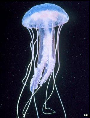 Mauve stinger jellyfish (image: Science Photo Library)