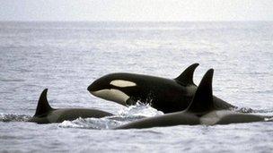 Killer whales