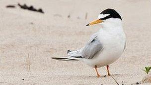 Little tern at Crimdon Dene