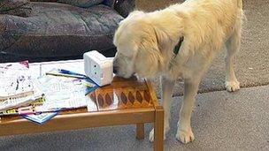 Guide dog nudging an alarm clock