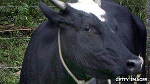 Cow in Brazil (file photo)