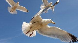 Gulls in flight