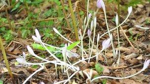 Colchicum autumnale or Naked Ladies