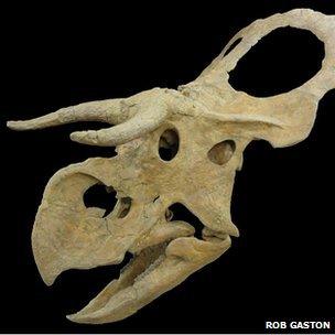 Skull of Nasutoceratops (Rob Gaston)