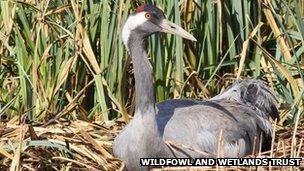 Common crane