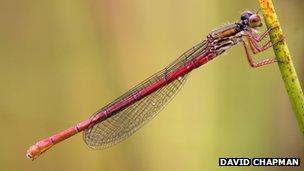 Small red damselfly. Pic: David Chapman