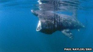 Basking shark