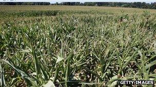 A field of GM corn