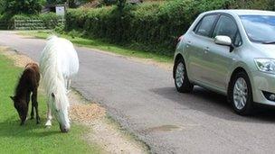 New Forest ponies