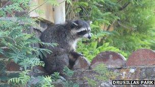 Bandit relaxing on a garden shed roof