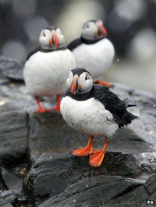 Puffins on the Farne Islands