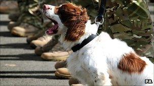 A dog from the 104 Military Working Dog Squadron