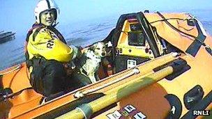 The cross terrier dog helped to safety by the RNLI