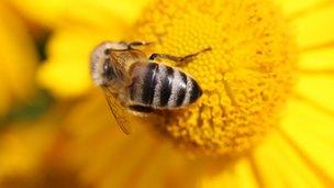 Bee