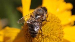 Honey bee feeding on nectar from a flower