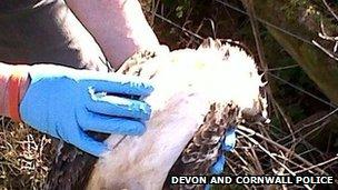 Dead buzzard. Pic: Devon and Cornwall Police