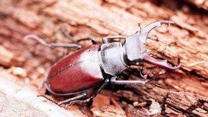 Stag beetle