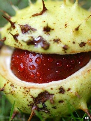 Horse chestnut "conker" seed (Image: Science Photo Library)