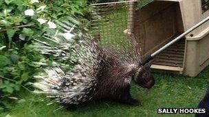 Porcupine rescue photo by Sally Hookes