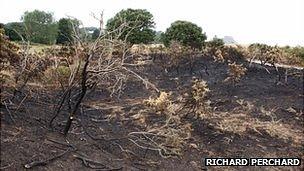 Cirl bunting feeding site burnt by fire