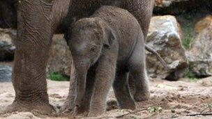 Nayan the baby elephant