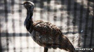 Houbara Bustard