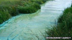 Blue-green algae