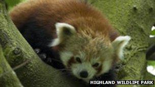 Babu the Red Panda