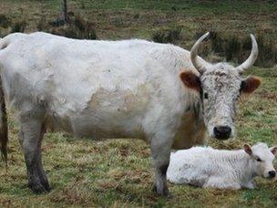 Chillingham Cattle