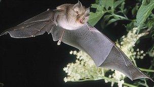 The lesser horseshoe bat (picture: the Vincent Wildlife Trust)