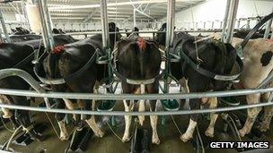 Milking dairy cows in Darfield, New Zealand, 30 November 2012