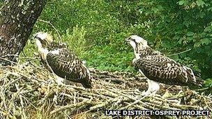 Lake District ospreys