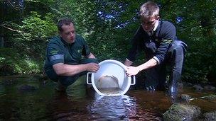 Arctic char released into Kielder water