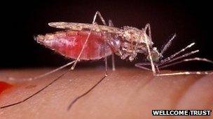 Anopheles mosquito