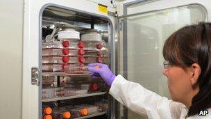 July 2013 photo shows a researcher placing HeLa cells in an incubator at at the US National Cancer Institute