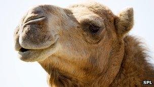 Dromedary camel