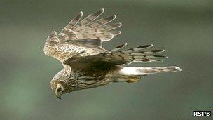 A female hen harrier in flight