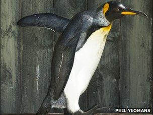 Missy the King penguin