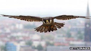 Peregrine falcon