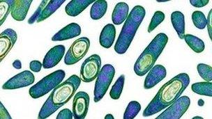 C.difficile bacterium